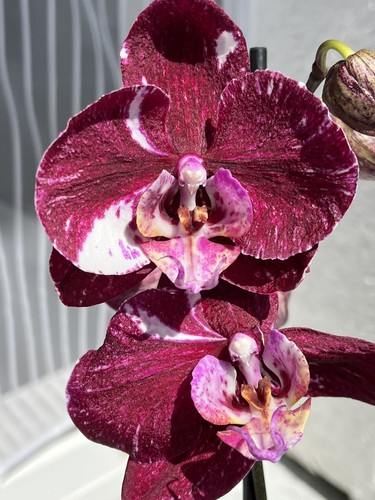 Wunderschöne orchidee - wunderschöne,