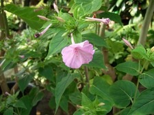 30 Samen Wunderblume Mirabilis