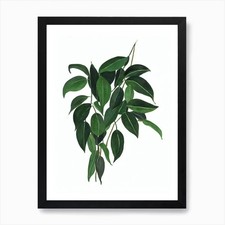Satin Pothos (Scindapsus