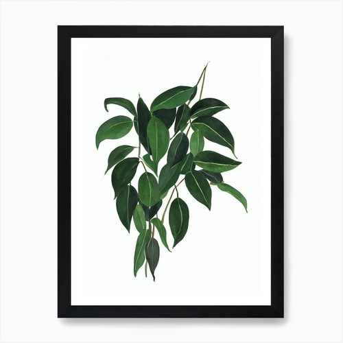 Satin pothos scindapsus - pothos, (scindapsus