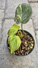Philodendron Micans Variegated