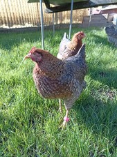 10 Bruteier/ Zwerg Bielefelder