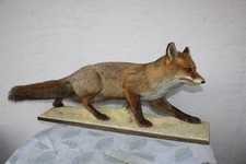 Tierpräparat Fuchs, Rotfuchs
