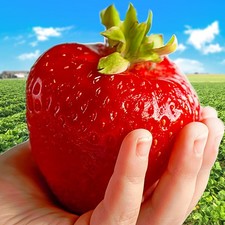 10 Stk. Erdbeerpflanze