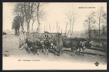 Ansichtskarte Kuhgespanne