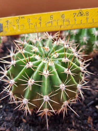 Bauernkaktus echinopsis cereus - bauernkaktus,