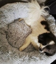 Hundebett Katzenbett