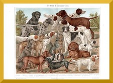 Jagdhunde +Original