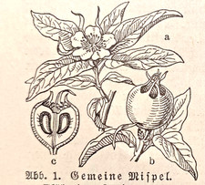 Alte Lithographie, Mispel