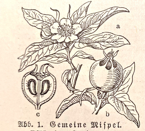 Alte lithographie mispel - lithographie,,
