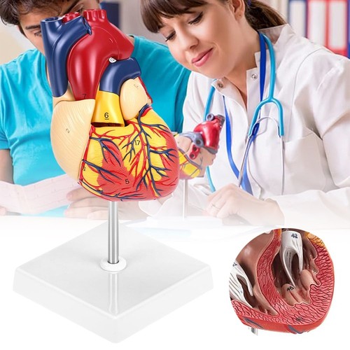 Anatomie herz herzmodell - anatomie,