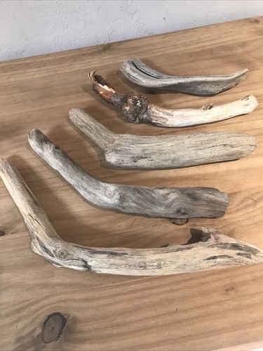 Treibholz schwemmholz holz - treibholz,