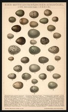 Lithographie anno 1898 - Eier - europäische Vogeleier - Oologie Ornithologie