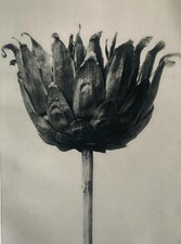 1929 Karl Blossfeldt Druck -