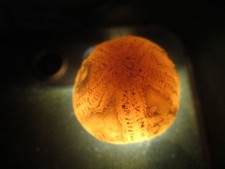 Ein sehr schöner kleiner