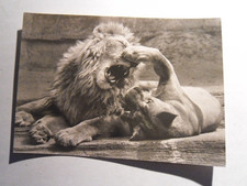 AK Löwe + Löwin beim Spiel Zoo Leipzig?? Lion 1966 animals Katze