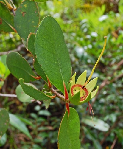 Zierapfel apfel mangrove - zierapfel,