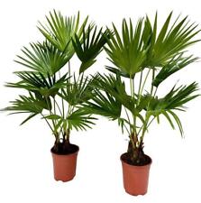 Livistona rotundifolia Fächerpalme 140-160 cm Zimmerpflanze pflegeleicht