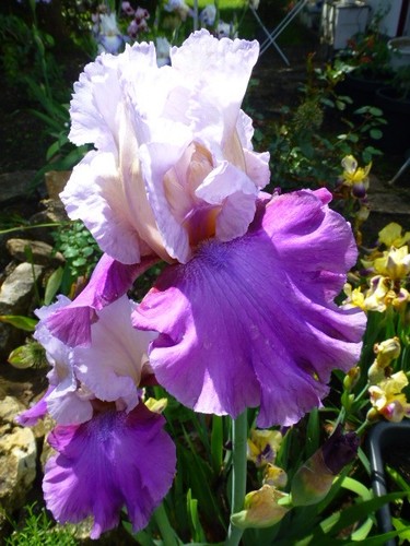 Iris schwertlilie hohe - schwertlilie,,