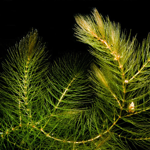 Rauhes hornkraut foxtail - rauhes, hornkraut,