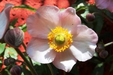 Anemone hupehensis 300 SAMEN