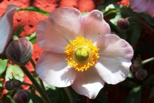 Anemone hupehensis 300 samen - hupehensis,