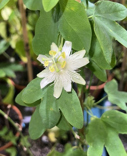 Passiflora subpeltata samen - passiflora,