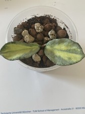 Hoya Argentea Princess Ableger