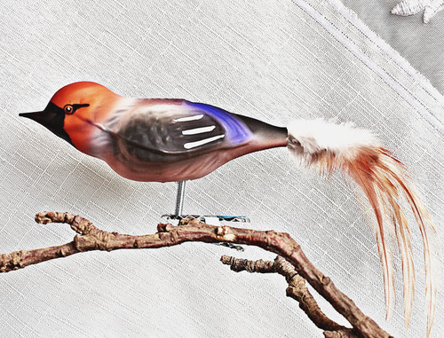 Kernbeißer vogel lauscha - vogel,