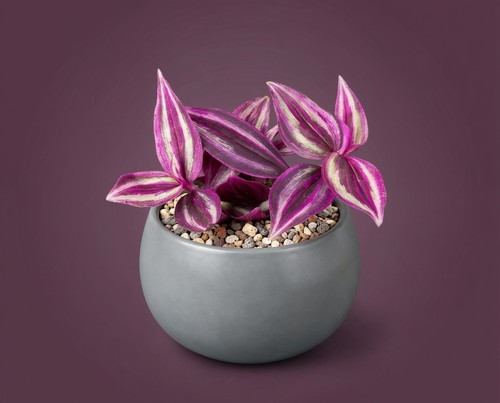 Tradescantia pink paradise - tradescantia,