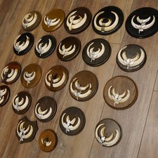 Wildschweinwaffen (Sus scrofa)