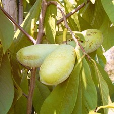 Georgia ® veredelte Indianerbanane Paw Paw Asimina triloba dreilappige Papau