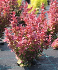 Berberis thunbergii 'RUBY STAR ' Pflanze 10-30 cm, Kübel 0,5L