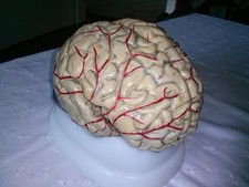 Anatomisches Modell Gehirn