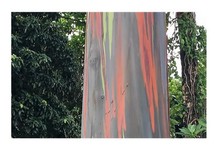 20x Eucalyptus deglupta Baum Garten Pflanzen - Samen B1442