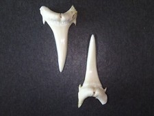 Sandtigerhai (Carcharias taurus) - 2 echte Haizähne (Hai, Zahn, Gebiss) #1