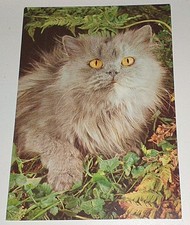 Alte Perserkatze Persian Cat Tier Postkarte Postcard Ak Katzenpostkarte teNeues
