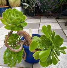 aeonium canariense