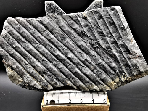 Sigillaria rugoza fossile - rugoza,