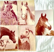 Krajowa Pferdepostkarte, Polen