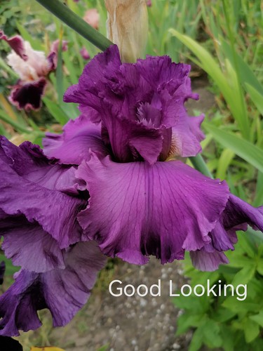 Schwertlilie iris good looking - iris,