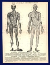 Druck anno 1896 - Medizin