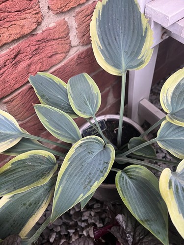 Funkien hosta ableger - hosta,