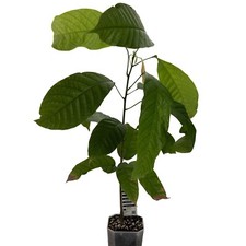 1 Kakaobaum | Theobroma Cacao