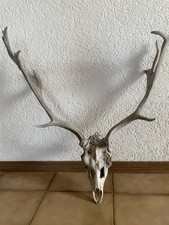 Damwild Geweih mit Schädel