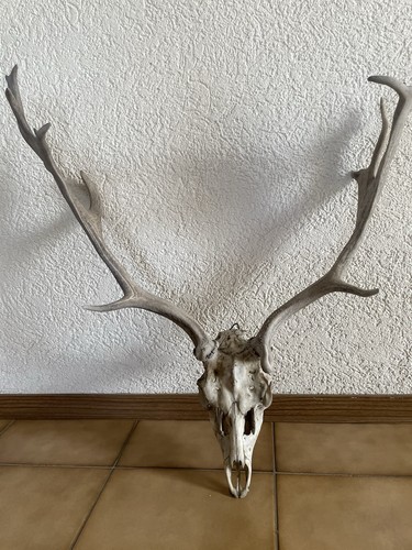 Damwild geweih mit schädel - mit,