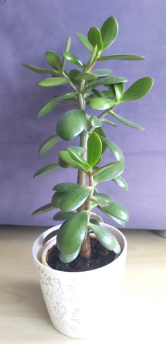 Crassula ovata geldbaum - ovata,