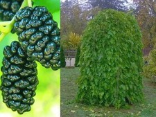 Schwarze Maulbeere PENDULA 130-160 cm veredelt auf Stamm im Container