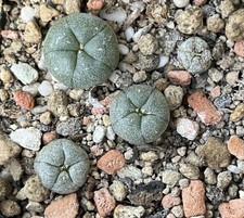 Peyote Kaktus Samen – Neue