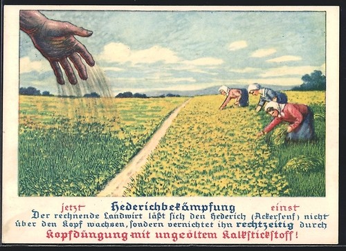 Hederichbekämpfung mit - ak,